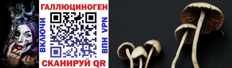 закладки  Людиново  Галлюциногенные грибы Psilocybe 